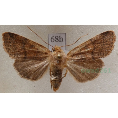 Agrochola nitida (Denis & Schiffermüller, 1775) female Źrenicówka Czech68h